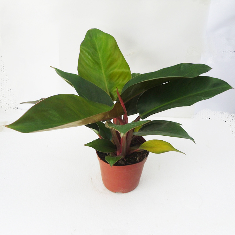 基地直供观叶植物小盆栽创意办公室内外桌面绿植a110红钻