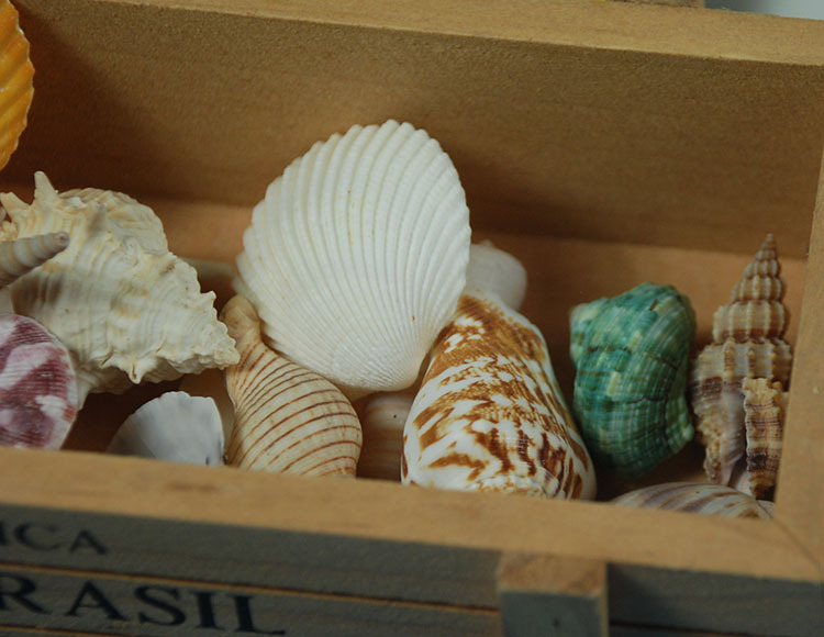 袋装混合装贝壳海螺 水族箱造景鱼缸装饰 摄影道具 天然工艺扇贝