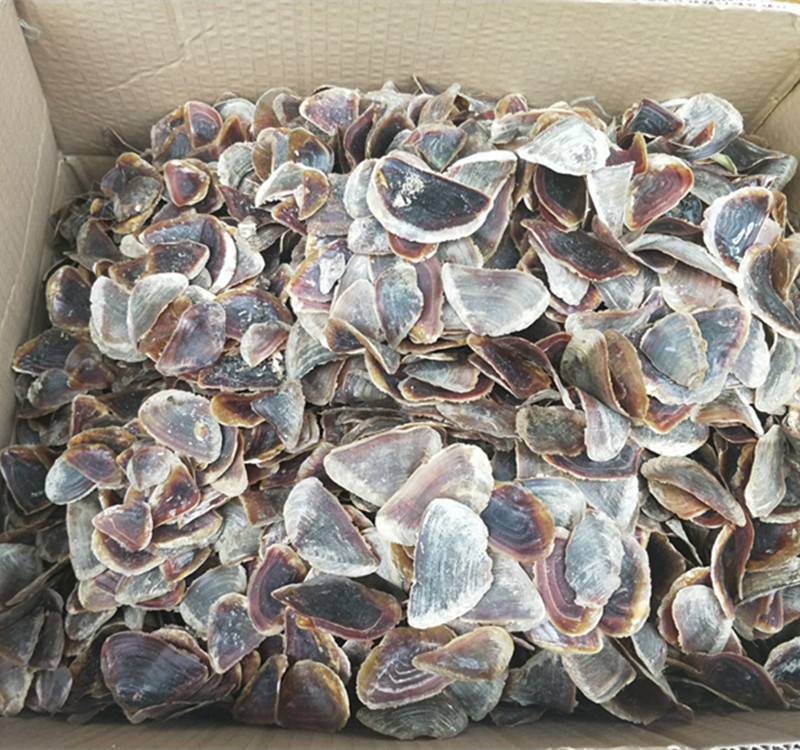 厂家直销海螺壳原材料 纯天然贝壳海螺 香料材料 海螺盖批发