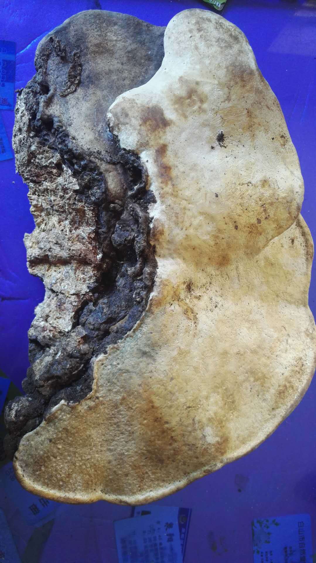 东北特产红缘层孔菌 东北特产批发 长白山红缘层孔菌 一件代发