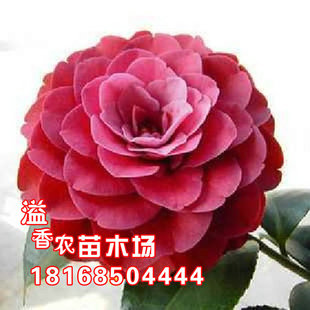 室内外盆栽地栽花卉精品 叠红玫瑰茶花树苗颜色艳丽 绿植观花植物