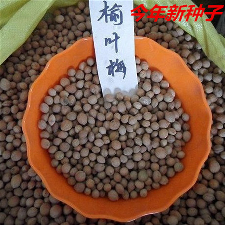 新采优质榆叶梅种子榆梅种子小桃红榆叶鸾枝种子发芽率高量大从优