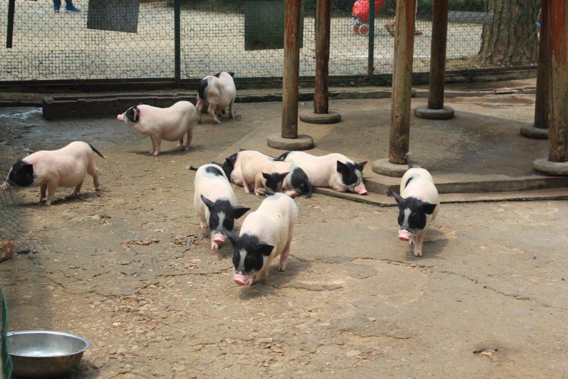 动物园的小猪看着很幸福的样子,活动累了就趴在地上休息会.