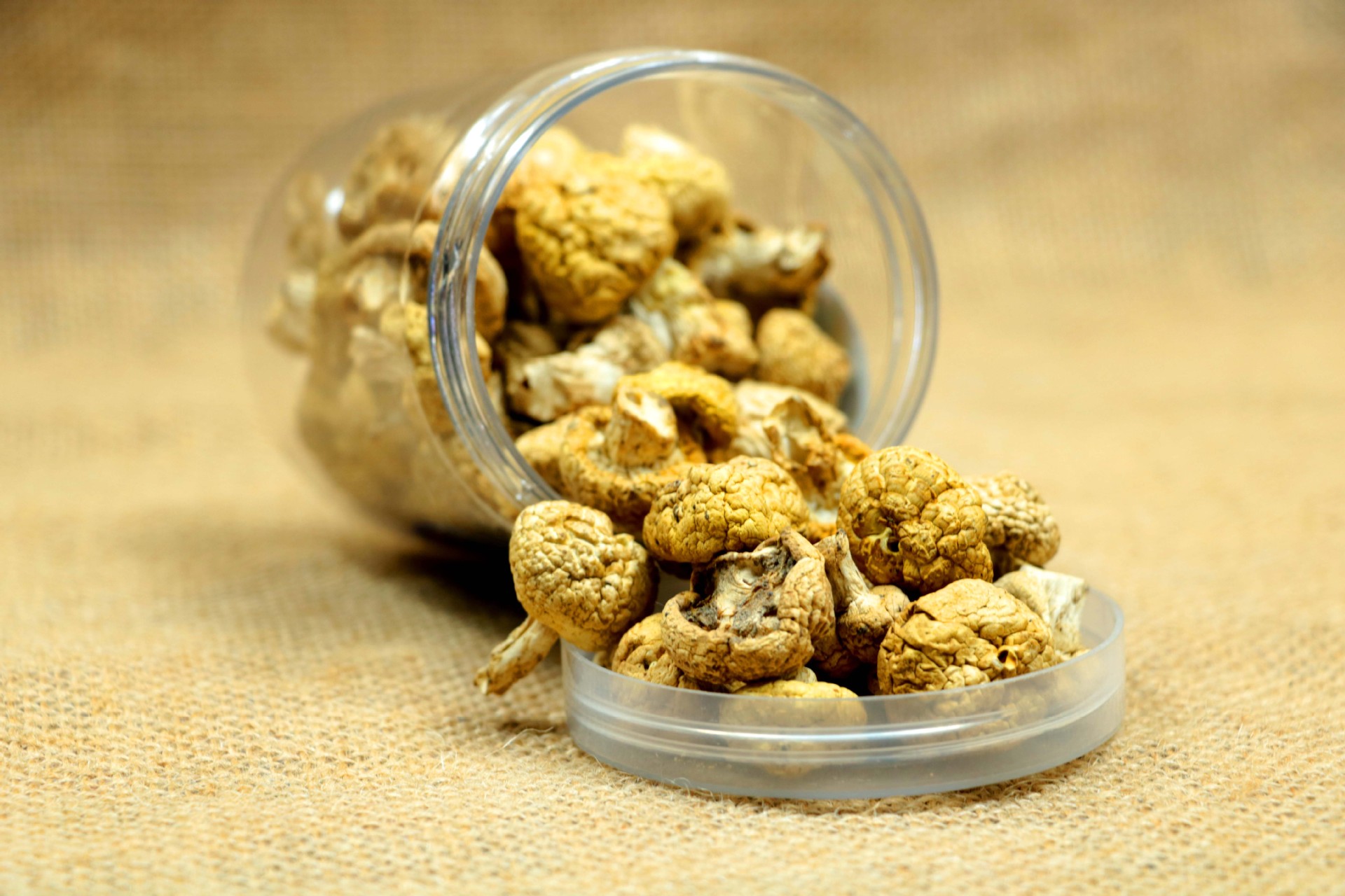 厂家直销青海原产地农家食用祁连黄菇 肉丁菇批发零售