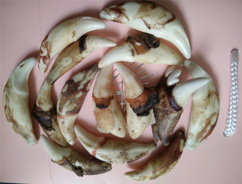 黑狗犬齿牙批发 漂白打孔 宝宝儿童编手链 挂件 diy材料饰品 狗牙