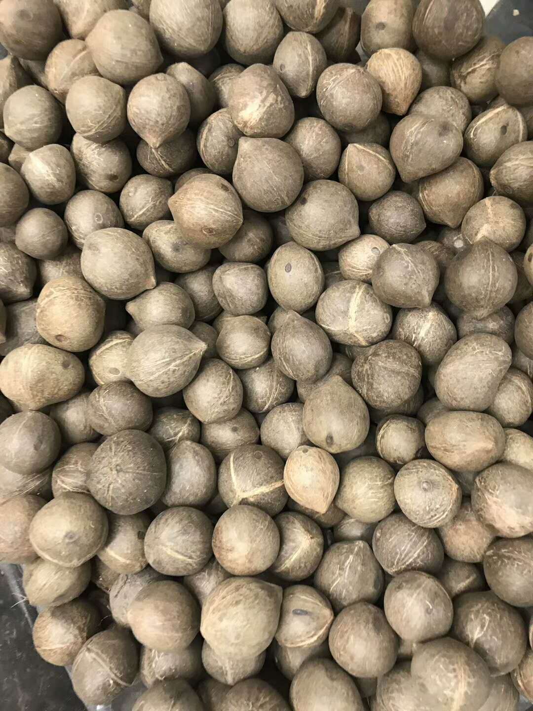 今天公布货源 海椰皇 迷你小椰子 厚肉不烂 一斤￥37