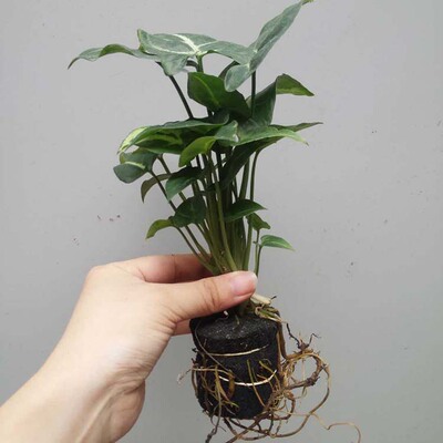 【基地直供】批发微型海绵植物森林之心(80)绿植创意微型盆栽