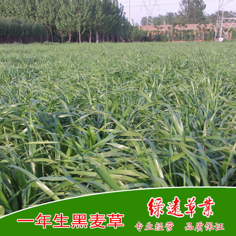一年生黑麦草(二倍体) 养牛,羊,驴,鱼,鹅,兔 进口牧草种子