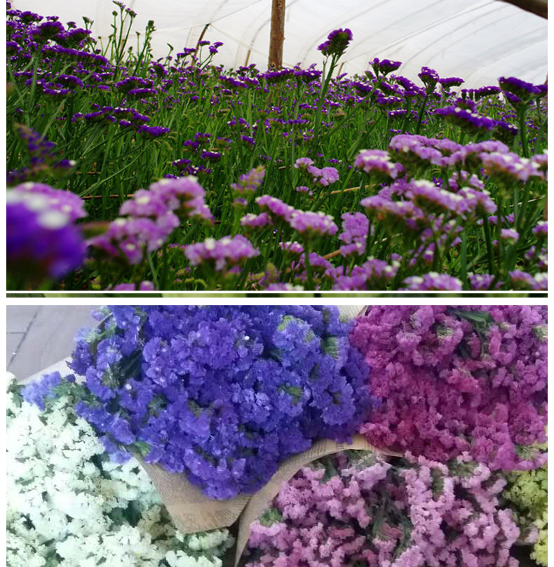 一件代发 干花勿忘我 永久花干花 基地批发按公斤卖 地摊鲜花