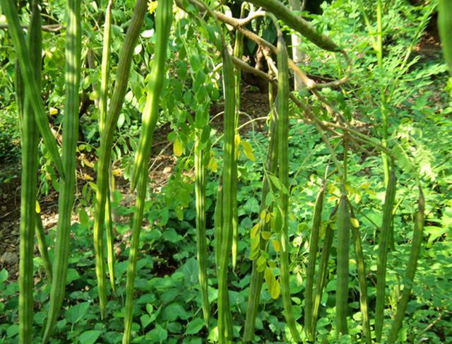 2cm辣木籽瓶装中药材辣木籽一件代发