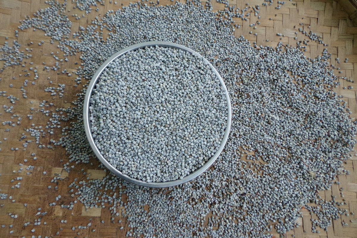 砂仁种子基地供应批发 高发芽率香料砂仁种子砂仁提取物 药材种子