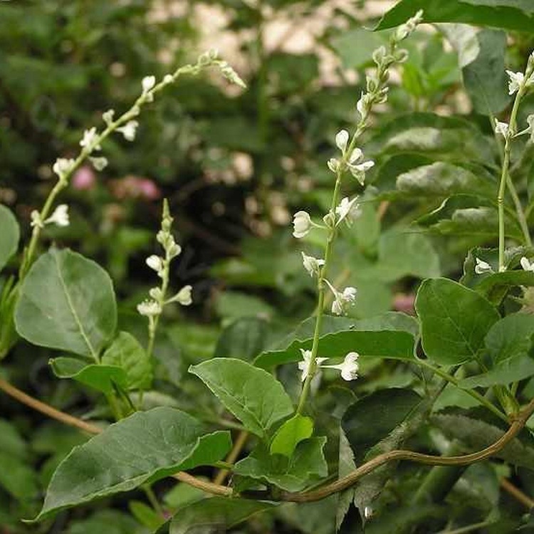 供应首乌藤粉夜交藤提取物粉首乌藤浓缩粉