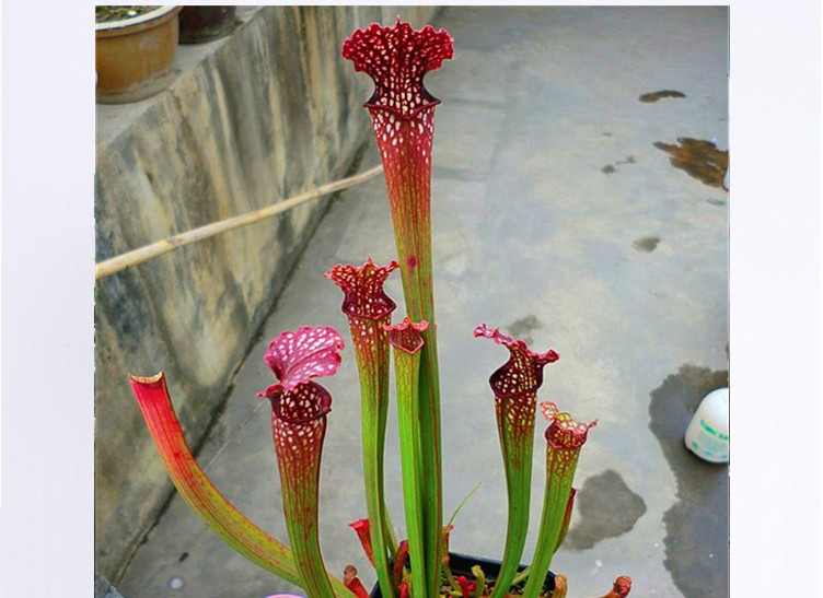 花哈密瓶子草盆栽食虫植物驱蚊草苗吃苍蝇捕蚊子捕蝇草猪笼草批发