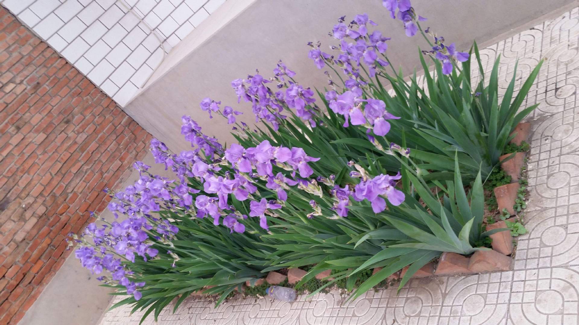 批发优质鸢尾 多色水体绿化鸢尾花苗 园林绿化种植观赏植物