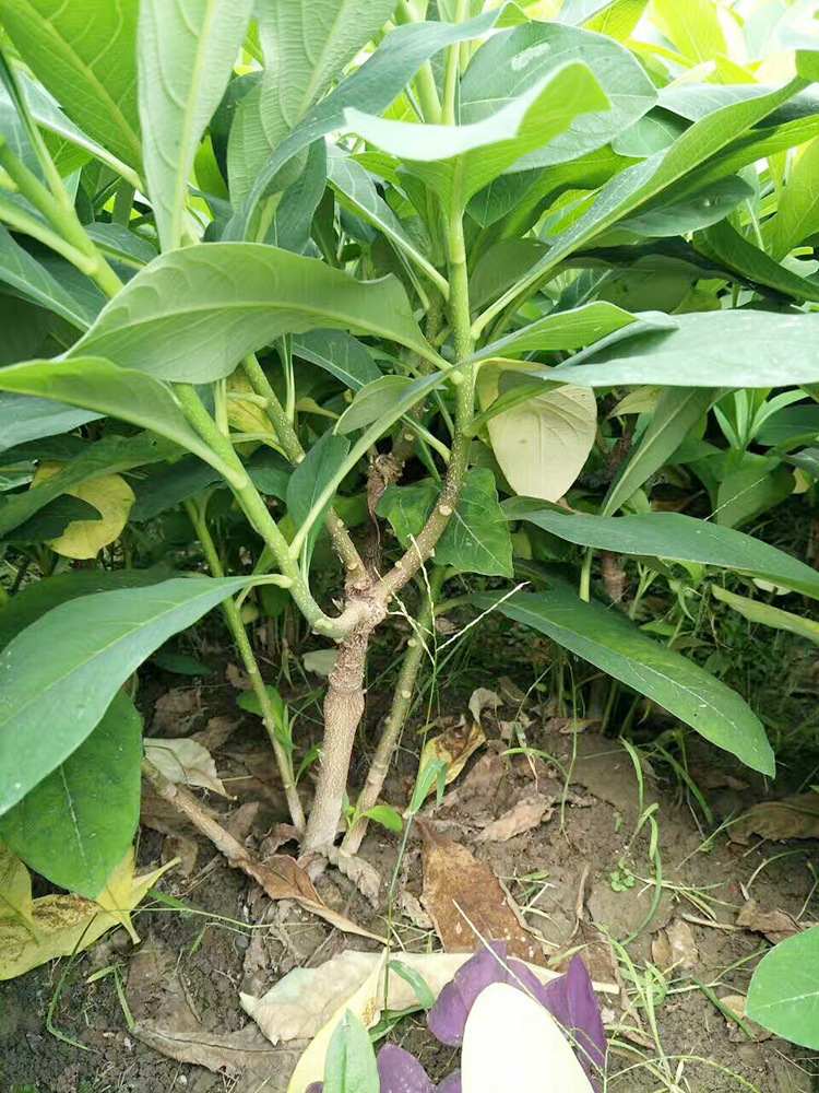 30-1米结香球苗木 校园马路绿化园林结香花树 观赏植物小苗风景树