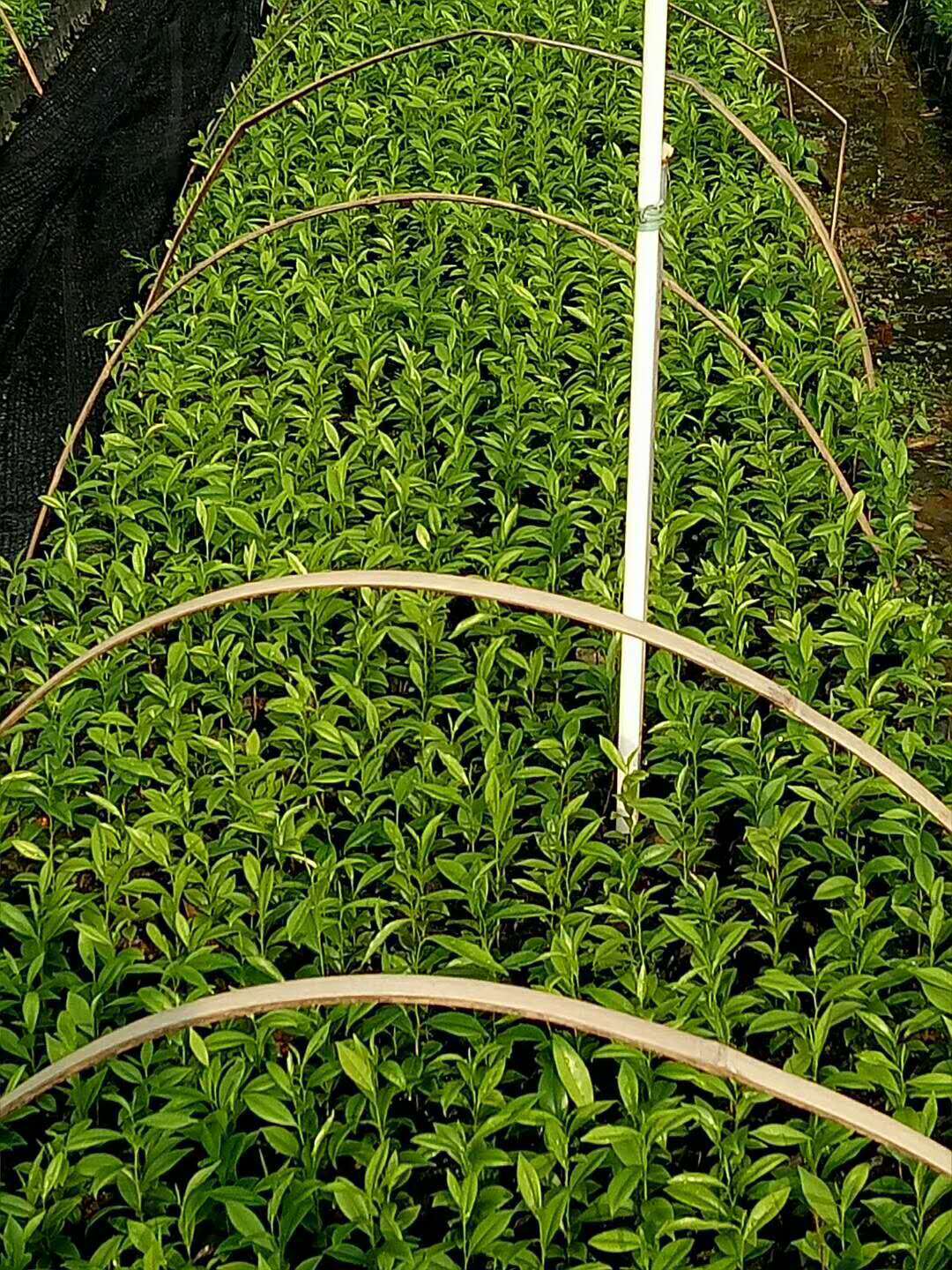 白木香树苗,沉香苗,土沉香苗