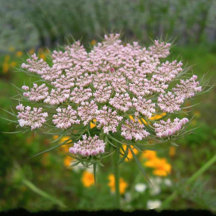 独活粉长生草浸膏粉独活浓缩粉