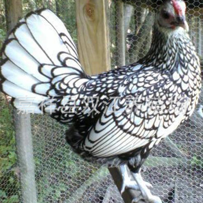 元宝鸡养养殖,波兰鸡苗价格,黑色秀球鸡,长尾观赏鸡