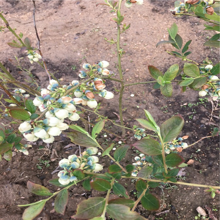 蓝莓苗开花了