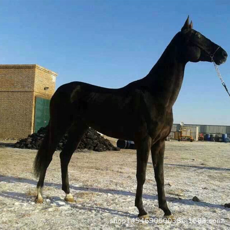 七月七观赏骑乘马 蒙古马 伊犁马 情侣浪漫之旅配双人马鞍