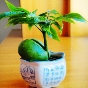 开心果植物盆栽 办公室桌面绿色植物室内室外防辐射 净化空气绿植