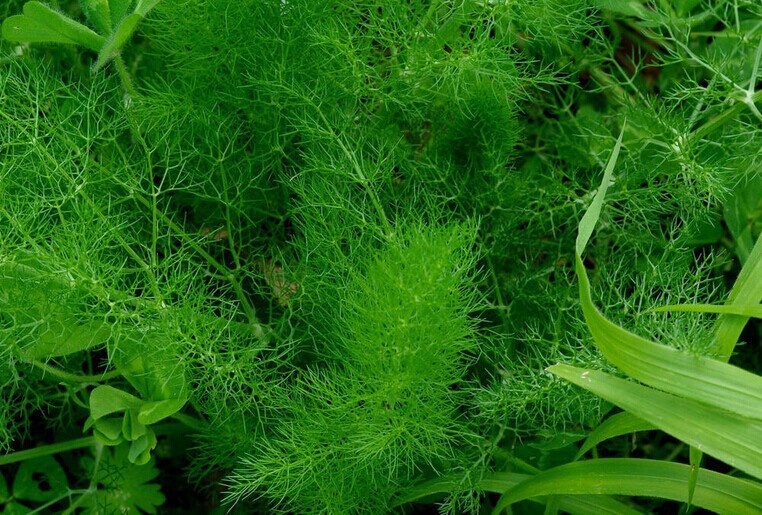 茴香种子蔬菜种子割茬茴香小怀香小茴香嫩叶做蔬菜