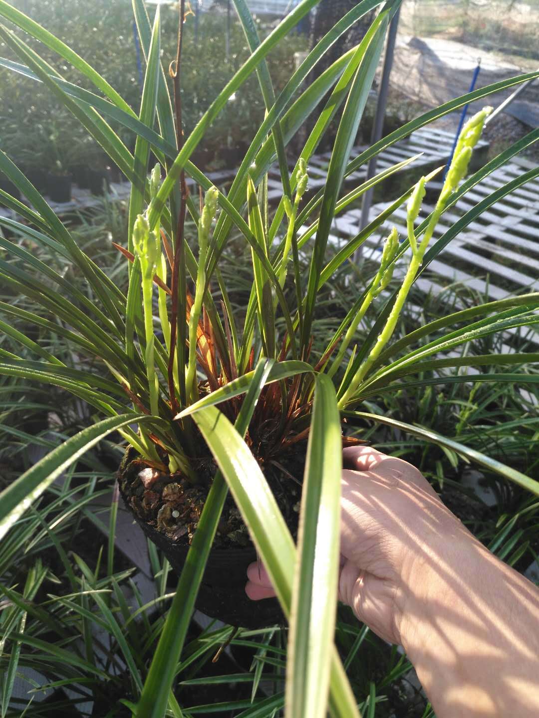 基地直销兰花花卉盆栽 墨兰企黑空气净化植物 欢迎参观基地