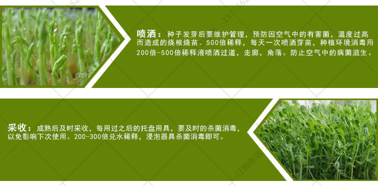 芽苗菜益生菌