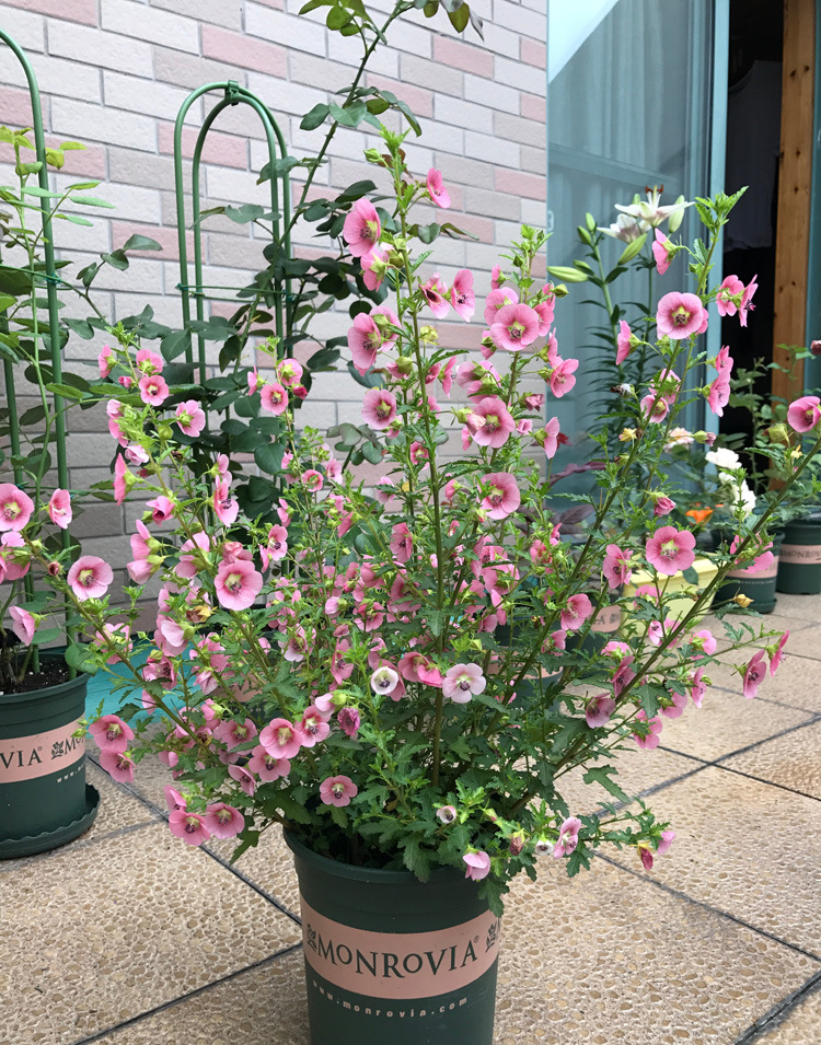 小木槿盆栽花苗多年生半灌木阳台庭院绿植盆栽木槿花耐热植物花卉