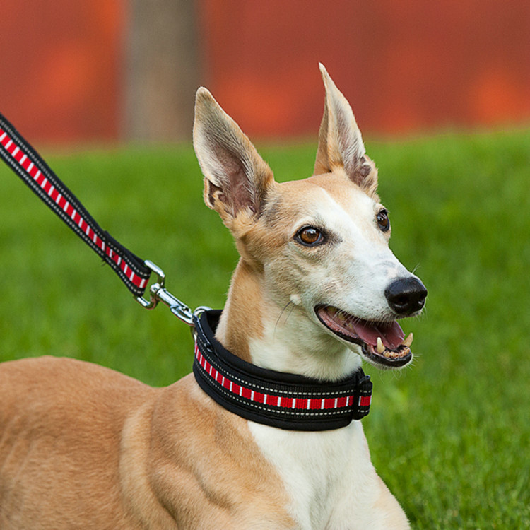 尼龙防咬狗项圈战术狗圈 猫狗驱虫脖圈 可调节狗狗牵引绳宠物项圈