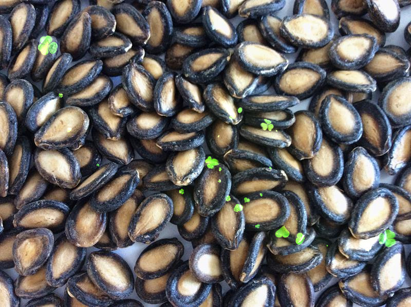 西瓜子西瓜籽籽瓜籽