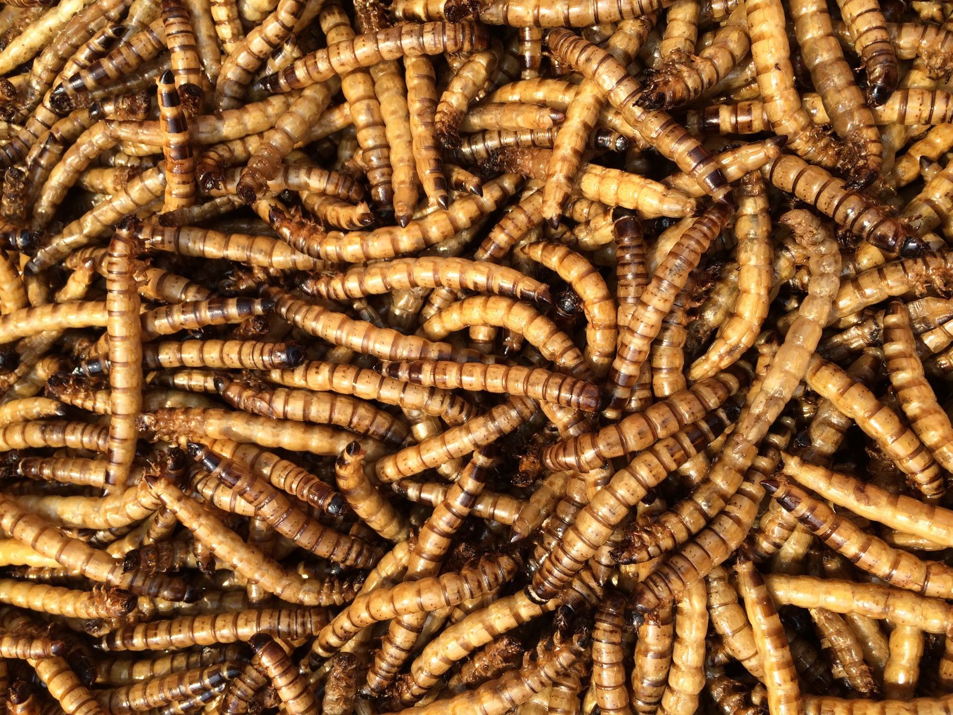 批发大麦虫干 高蛋白低脂肪 酒店时尚食材