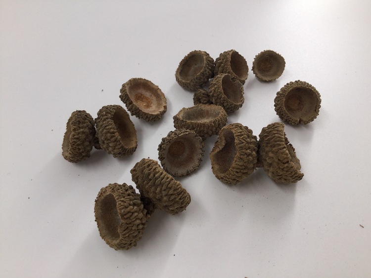 厂家供应装饰原料橡壳 圣诞礼品原材料橡壳 人工手选橡壳批发