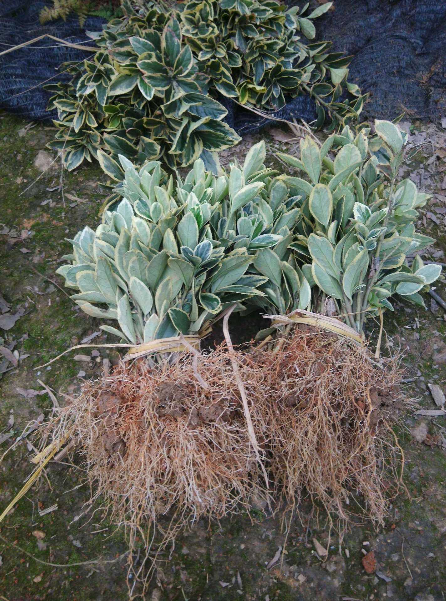 金边冬青苗金边黄杨树苗金边冬青卫矛冬青苗黄杨绿化苗批发绿篱