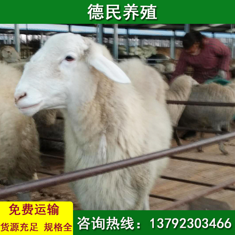 波尔山羊羊苗价格 小尾寒羊基地 波尔山羊养殖场 大耳朵羊价格