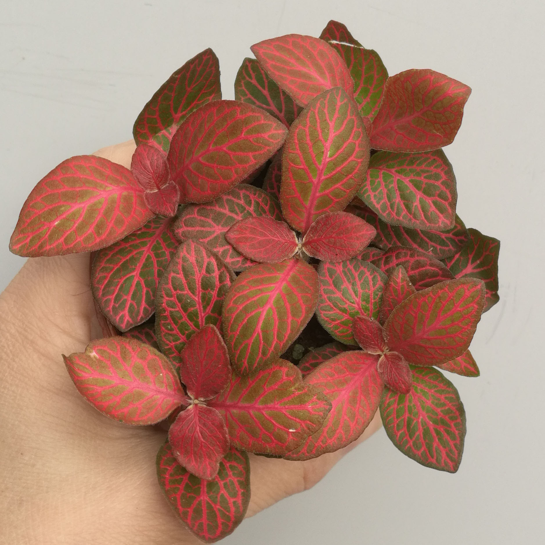 微景观植物 批发观叶小绿植微景观小植物(a80)赤焰网纹草