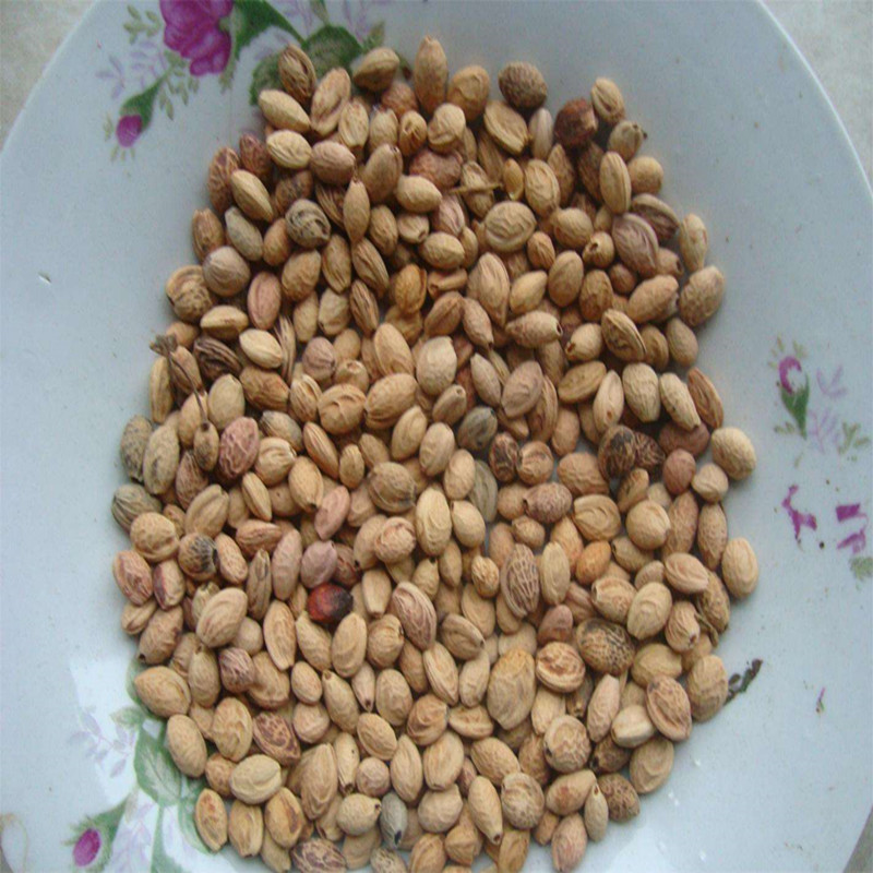 樱花种子重瓣樱花山樱种子晚樱粉色草樱花种子大红樱花关山樱桃