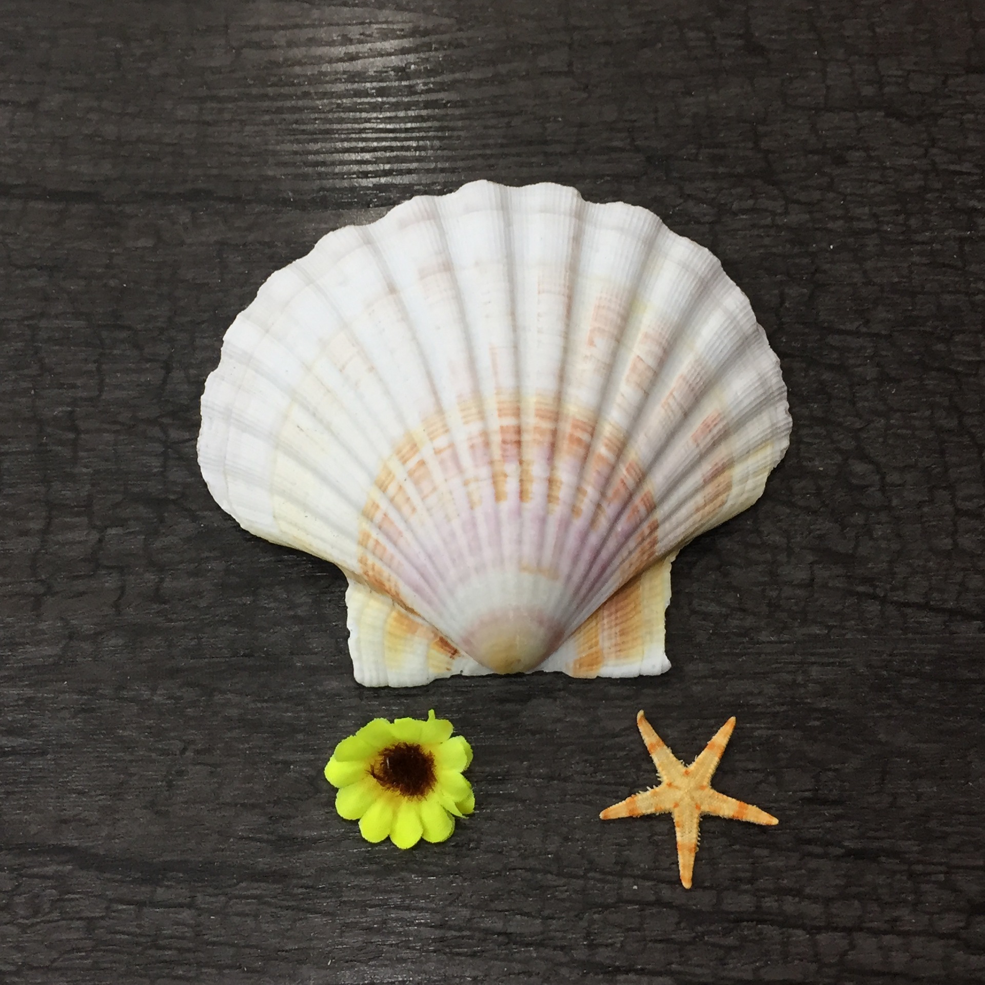 夏贻贝 大号白色扇贝 酒店装饰 婚庆 鱼缸装饰 天然海螺贝壳