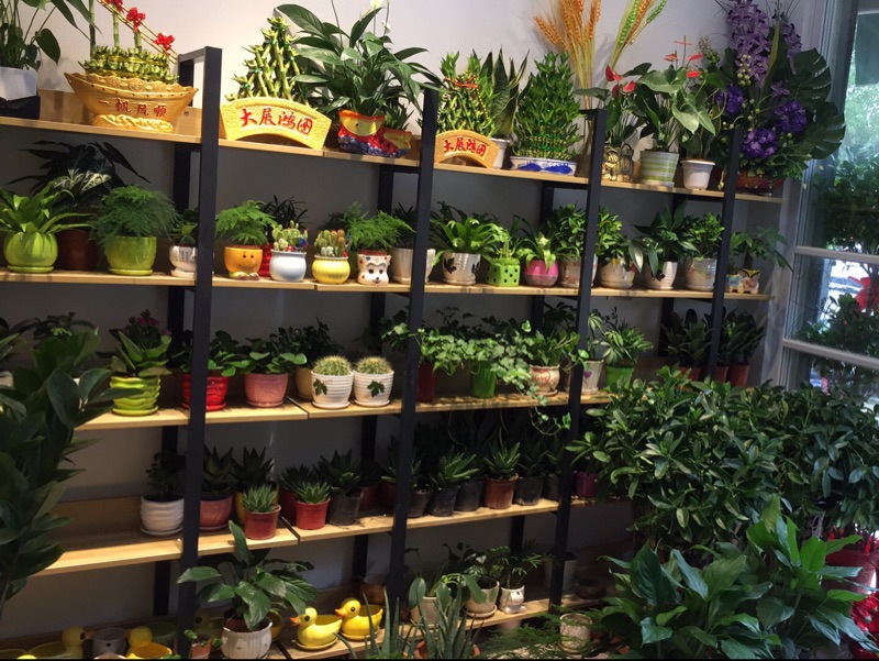 花店展示架铁艺花架鲜花绿萝架置物架阳台客厅架简约