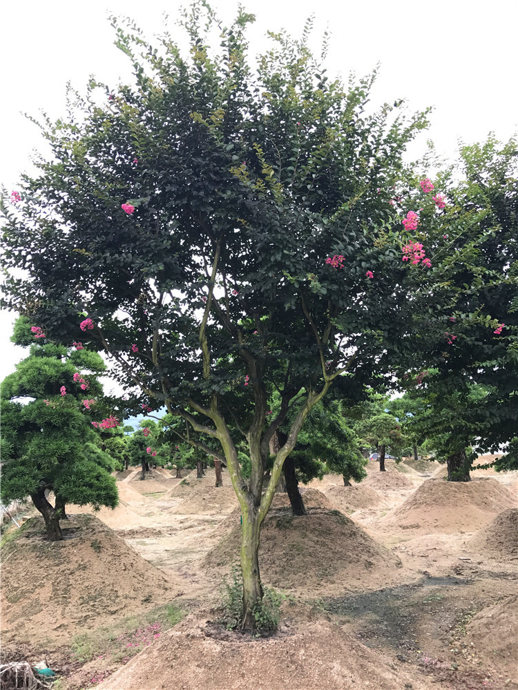 进口 紫薇树,造型紫薇,物美价廉(头颈30--80)