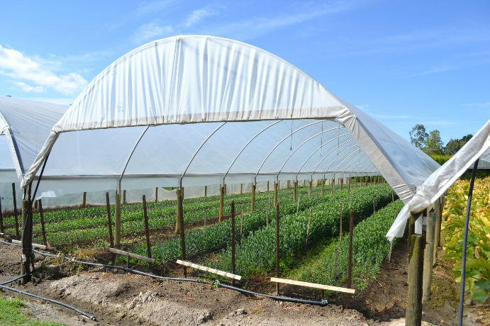 农膜厂家种植无滴黄色蔬菜种植防雾防流滴红色大棚膜彩色塑料薄面