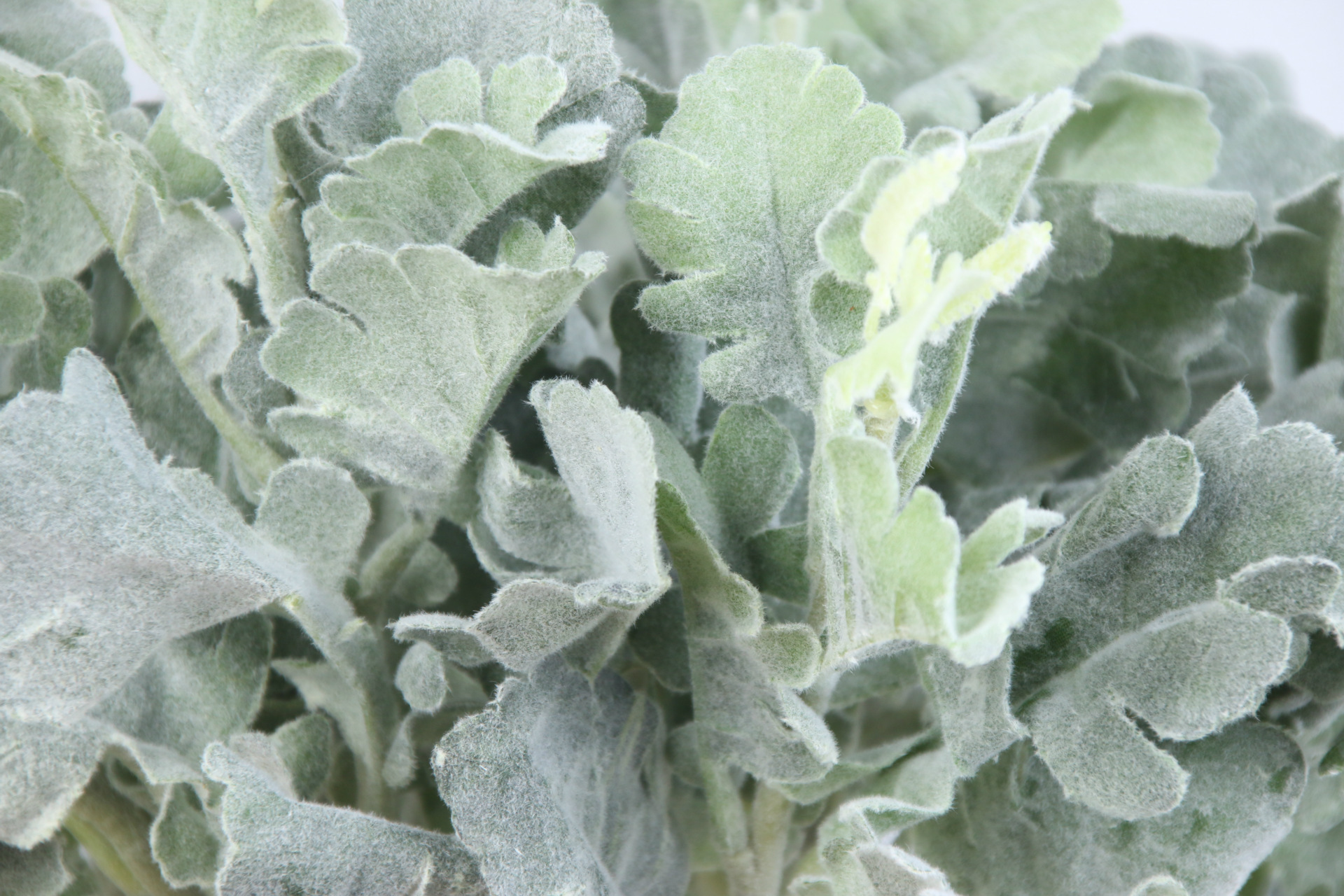 小银翘叶,仿真植物 插花配件 仿真花 人造植物 装饰用花 批发