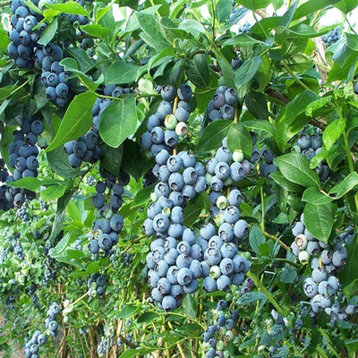 *基地 直销 正宗 都克 蓝莓树 果穗大 易 采收 晚熟 品种