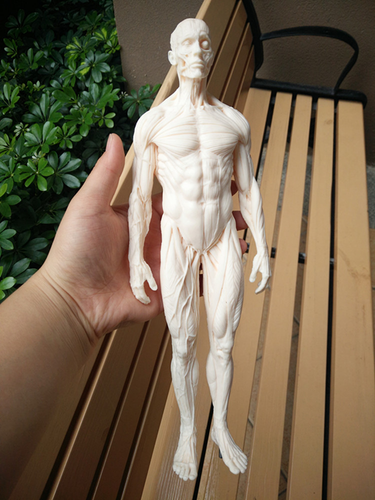 人体模型 仿真人人体模型男肌肉30cm 设计绘画cg参考医用人体模型
