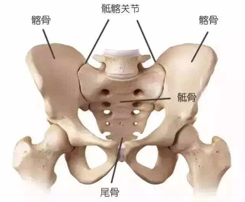 生过孩子的骨盆图片图片