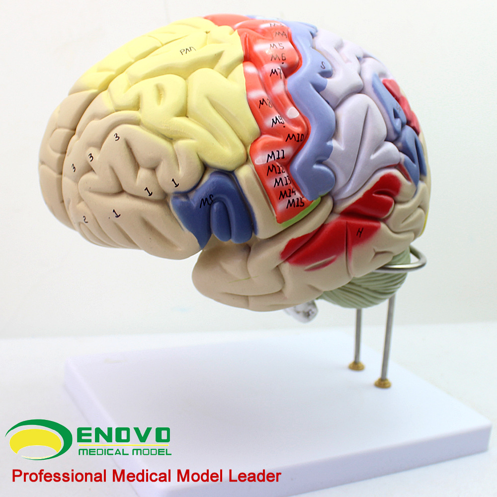 enovo颐诺 医学教学模型神经解剖脑模型,4部分 神经科 模型