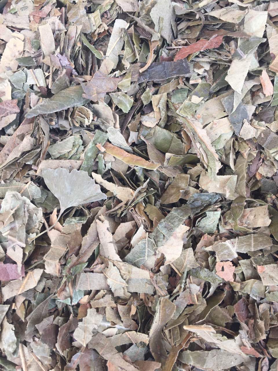 亳州中药材批发 散装枇杷叶 厂家直销 一手货源 继午药业 枇杷叶