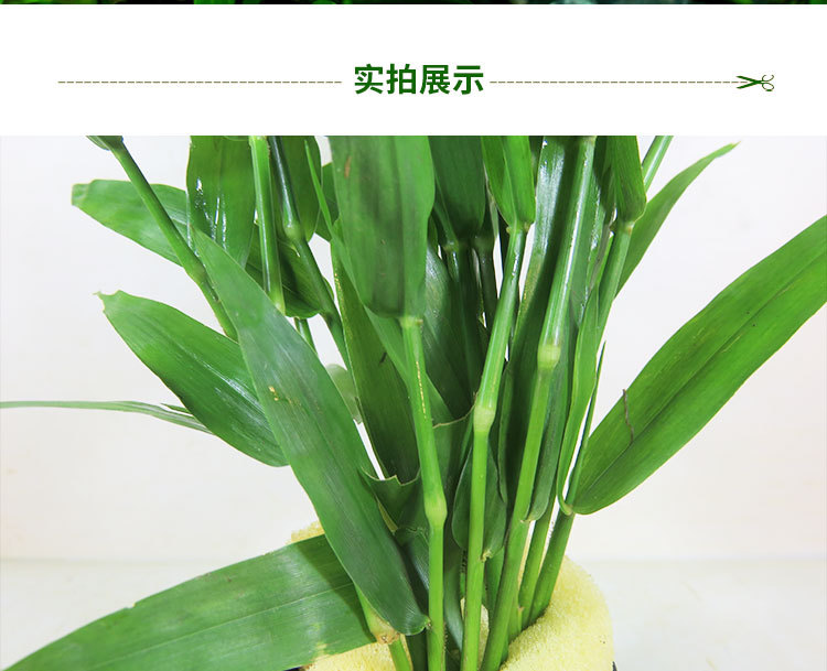 水草活体淡水植物日本青竹南美青竹鱼缸中后景水草懒人有茎类水草