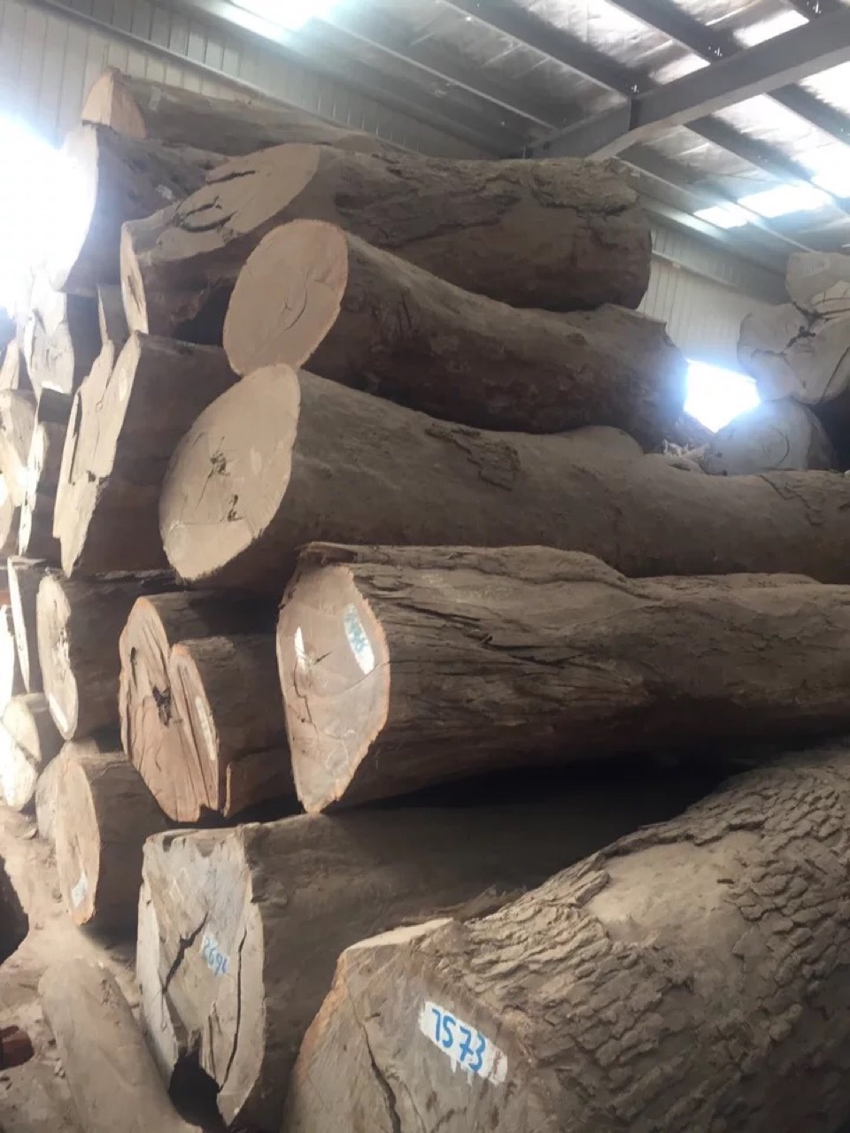 大径皮灰 皮灰原木 皮灰板材 风车木莫桑比克 黑檀 广星木业