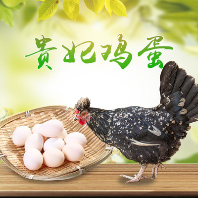 厂家直销野生贵妃鸡蛋土鸡蛋批发量大从优